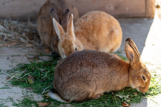 Pet rabbits grazing on grass and hay, the fiber that keeps rabbit digestion moving