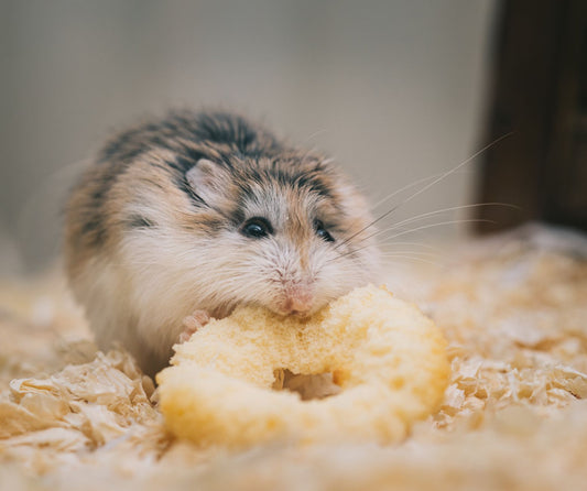 A hamster nibbling a piece of food on wood-shaving bedding