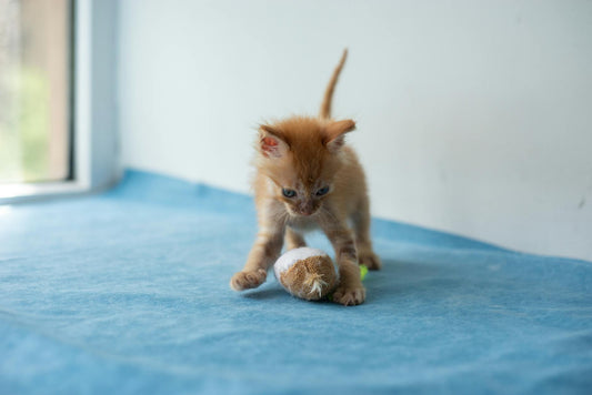 A young ginger kitten playing with a small toy on a soft blanket indoors