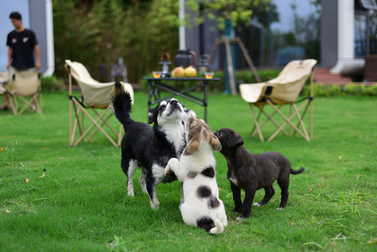 Three playful puppies frolicking together outdoors during early socialization