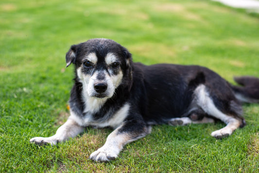 Gray-muzzled senior dog resting on green grass
