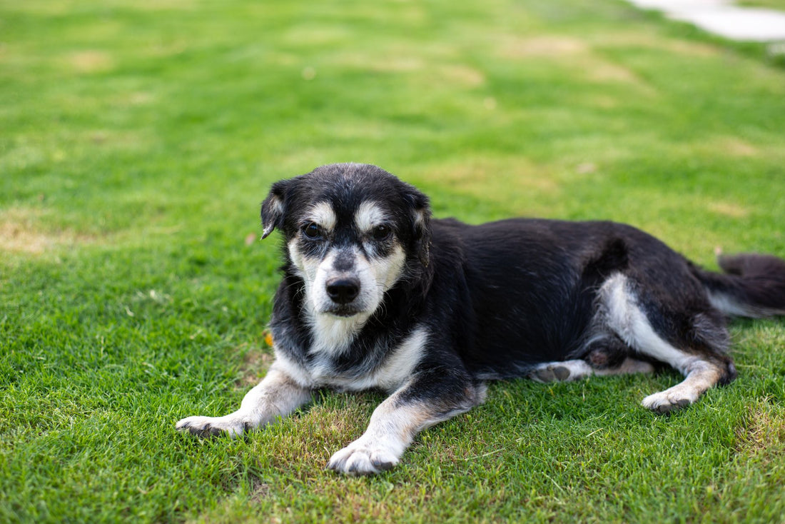 Senior dog resting outdoors on grass, showing how older dogs slow down as joint stiffness sets in