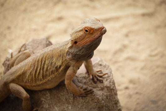 A bearded dragon basking on a textured rock surface in its enclosure