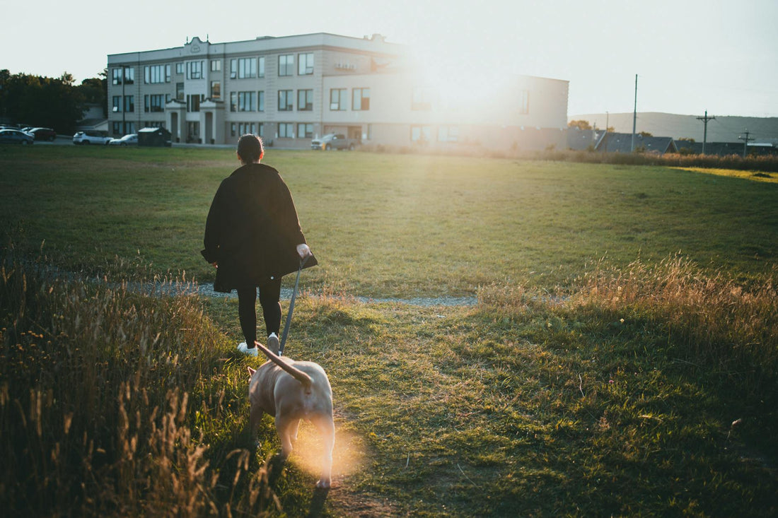 A person walking a dog through a sunlit park on a leisurely evening stroll