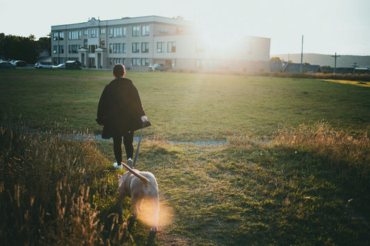 A person walking a dog through a sunlit park on a leisurely evening stroll
