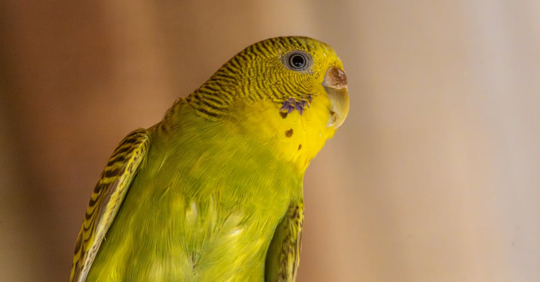 Close-up of a vibrant green budgerigar perched indoors with a softly blurred background