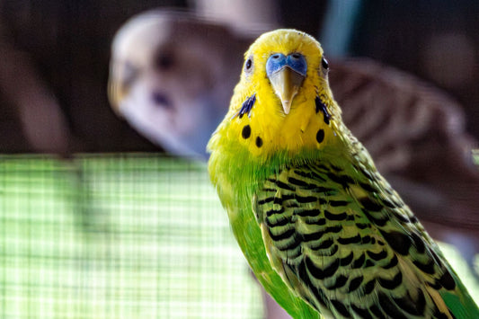 Green and yellow male budgie with a blue cere looking at the camera