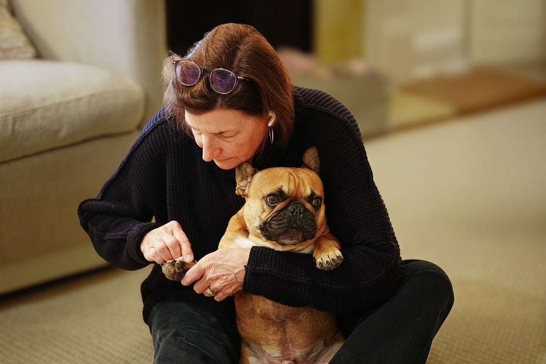 A woman calmly trimming her French Bulldog's nails at home on the floor