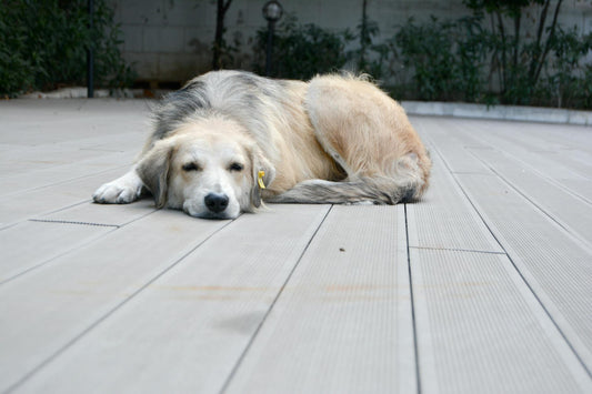 A relaxed dog lying down in soft natural light, calm and at ease