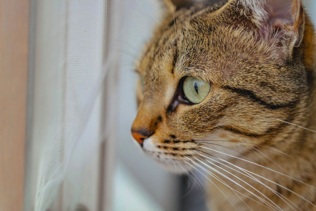 A tabby cat gazing intently through a window, watching birds outside