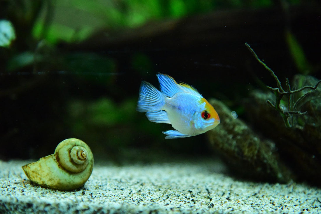 Aquarium fish swimming near a snail on sandy substrate in a planted tank