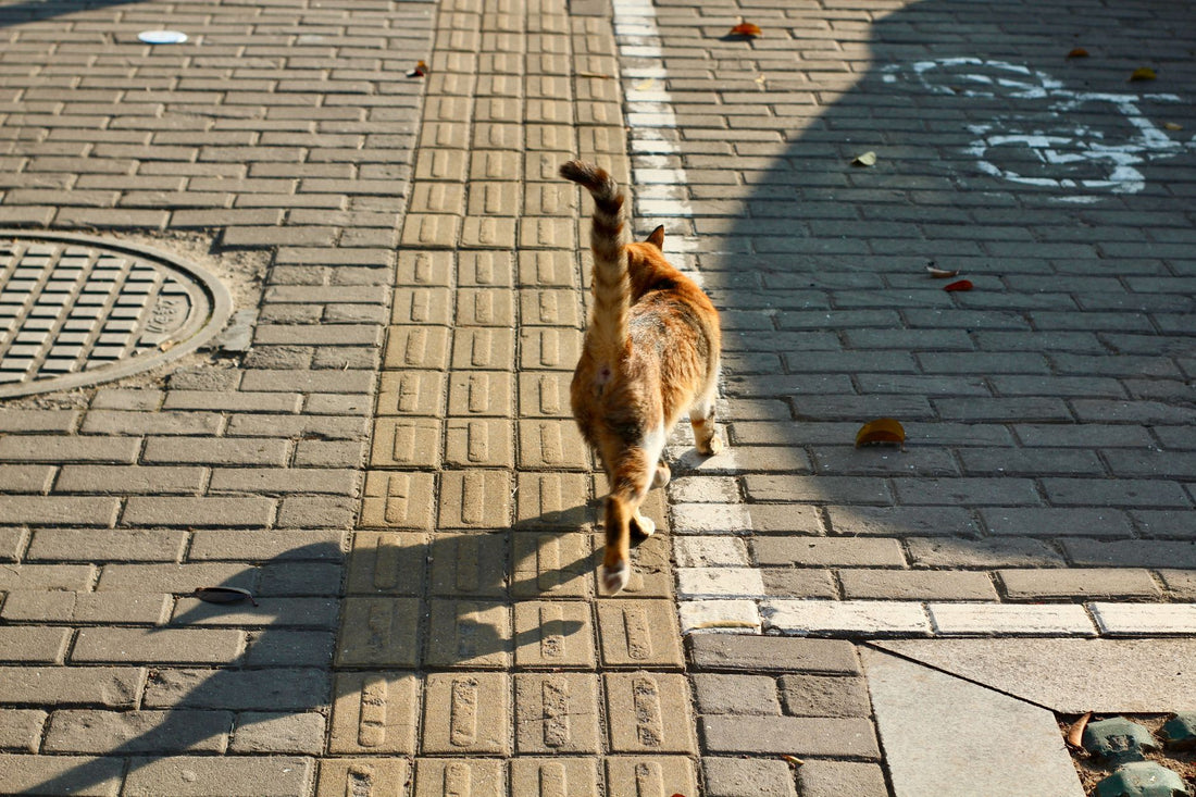 A ginger cat walking with its tail held straight up, a friendly and confident feline tail signal