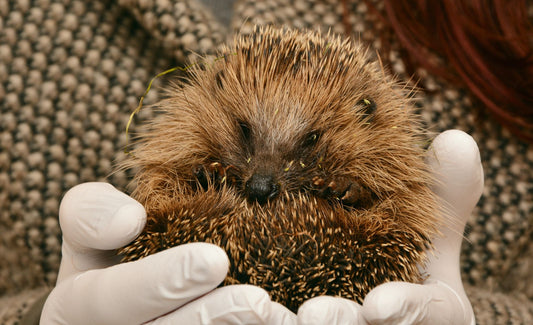 Person gently holding a pet hedgehog, illustrating safe handling for new owners