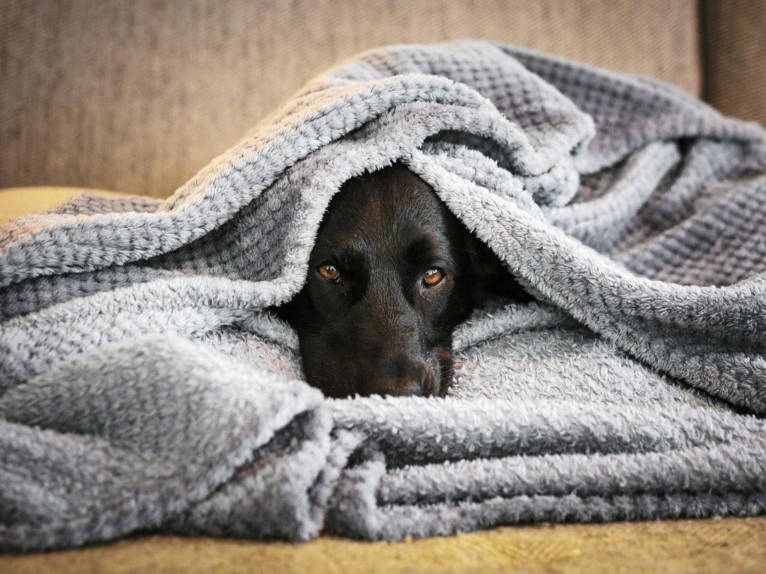 Dog wrapped in a cozy gray blanket seeking comfort during a thunderstorm
