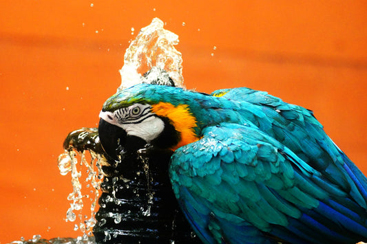 A blue and gold macaw bathing in a water fountain