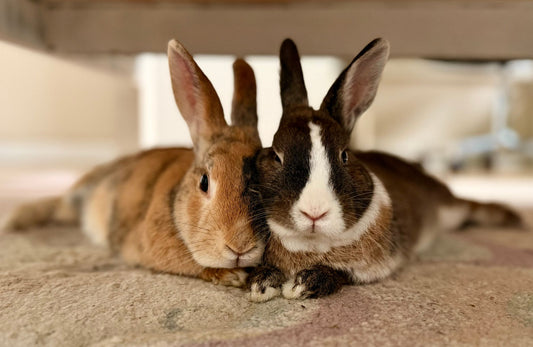 Two pet rabbits lying close together indoors, a sign of a successful bond