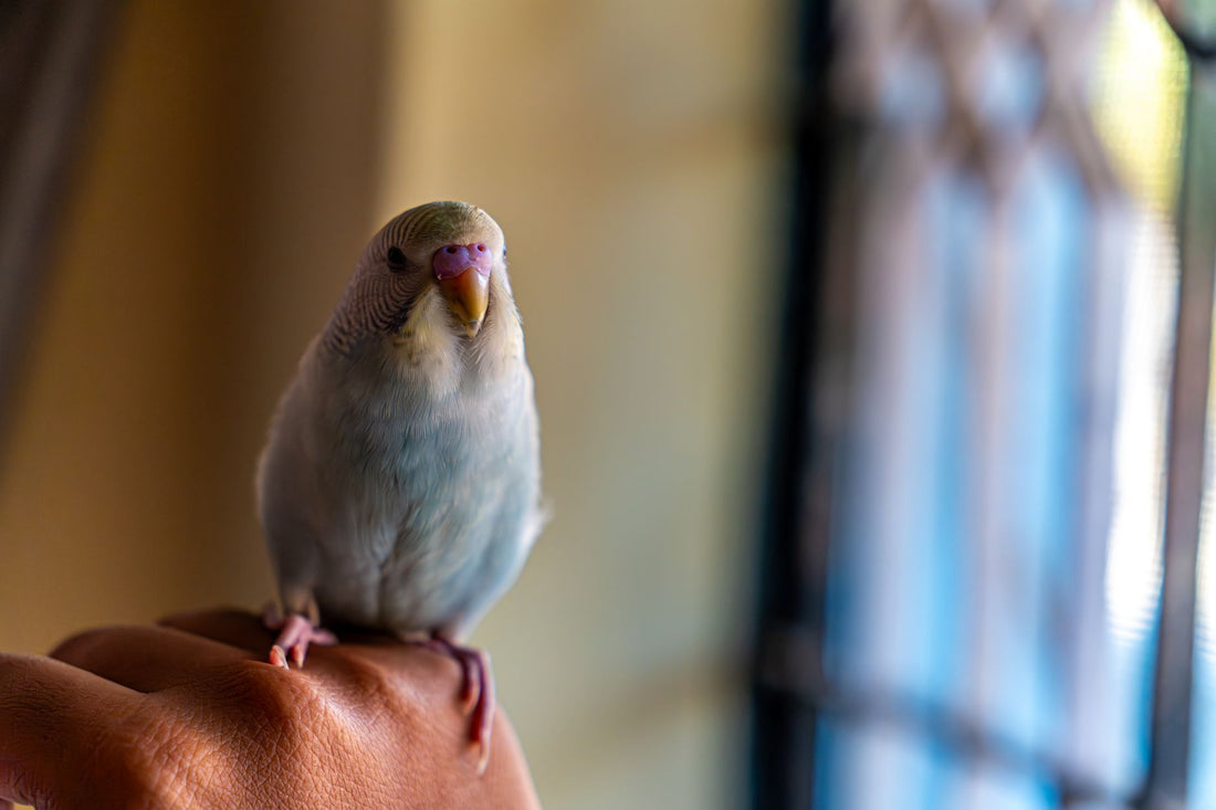 Pale budgie perched calmly on a person's hand by a window