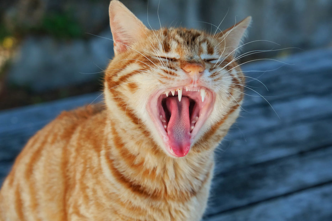 Close-up of a ginger cat yawning, showing its teeth and gums