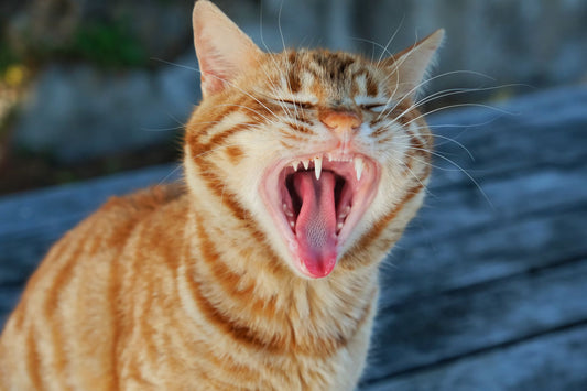 Close-up of a ginger cat yawning, showing its teeth and gums