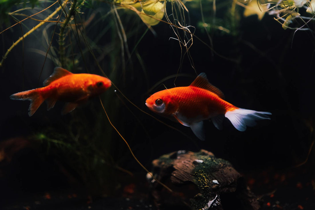 Two goldfish swimming in a planted home aquarium