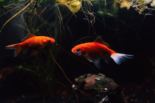 Freshwater aquarium fish swimming near live plants