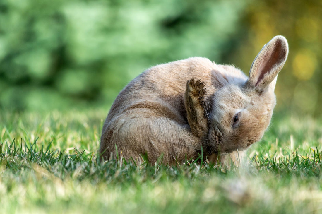 Rabbit grooming its fur during molting season