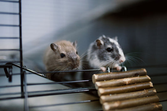 Two pet gerbils peeking out beside a wooden ladder in their enclosure