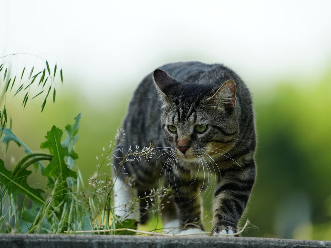 A tabby cat stalking low through the grass with its hunting instinct on full display
