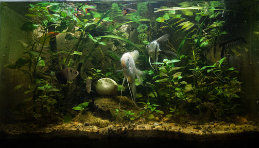A clear, well-maintained freshwater planted aquarium free of algae