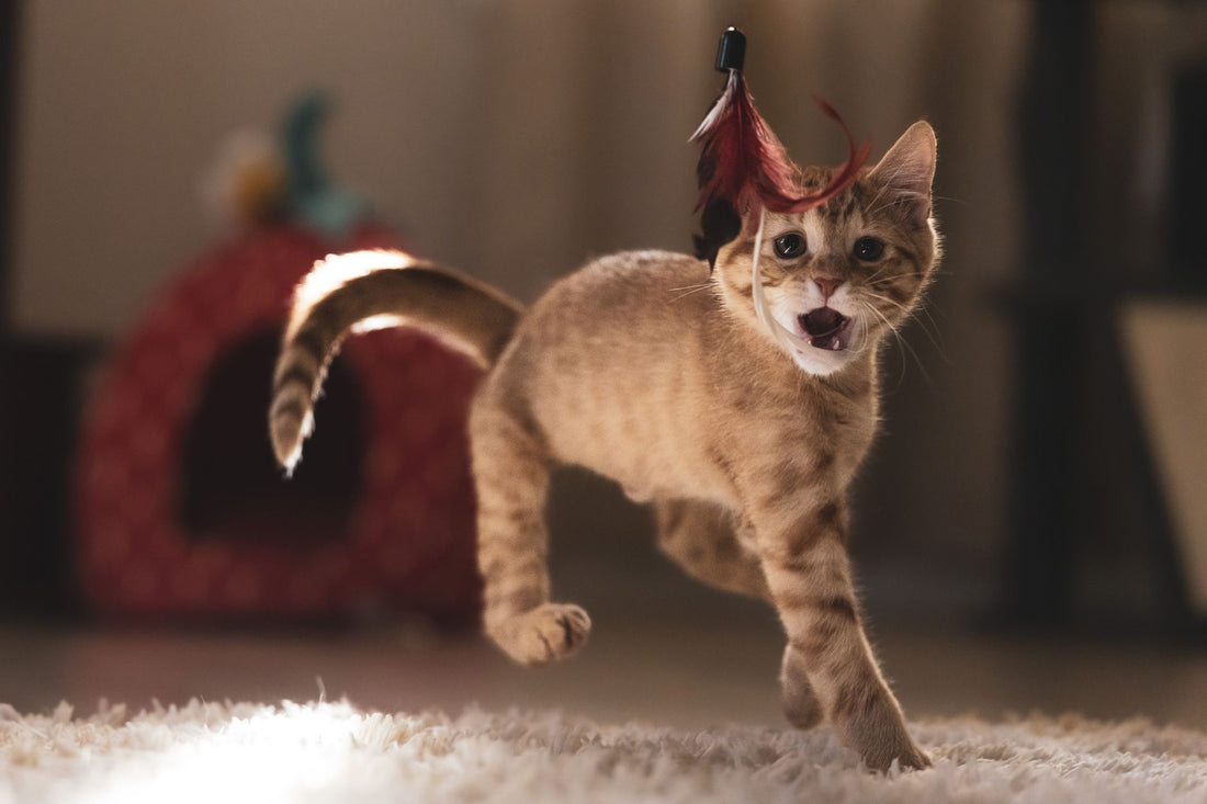 Tabby kitten leaping to catch a feather wand toy indoors