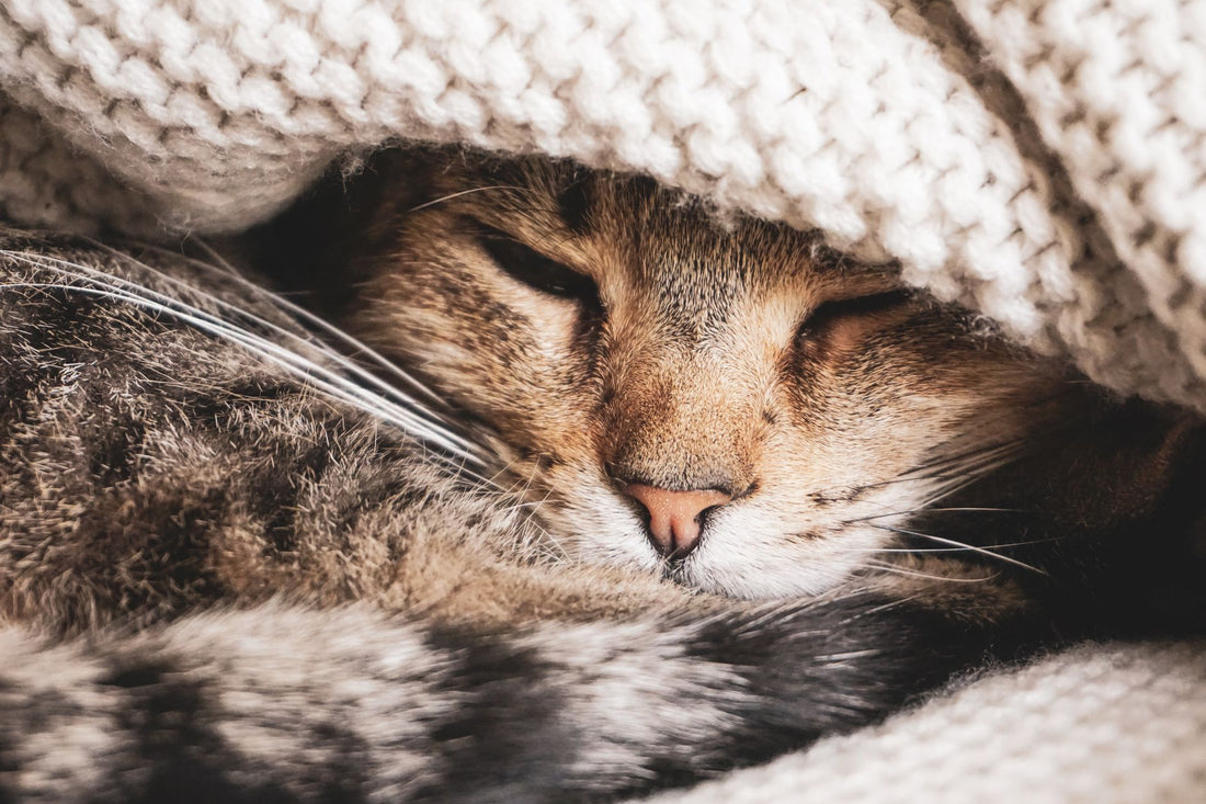 Tabby cat resting under a warm knit blanket while recovering from a cold