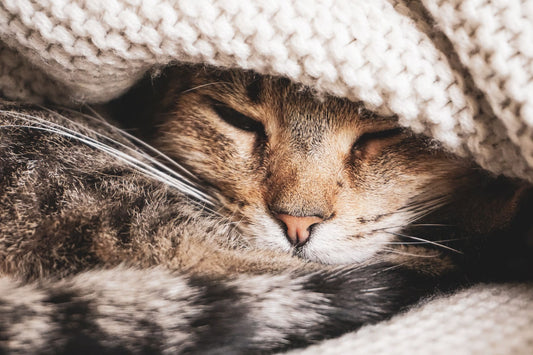 Tabby cat resting under a warm knit blanket while recovering from a cold