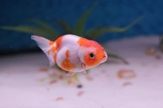 Orange and white ranchu goldfish swimming in an aquarium