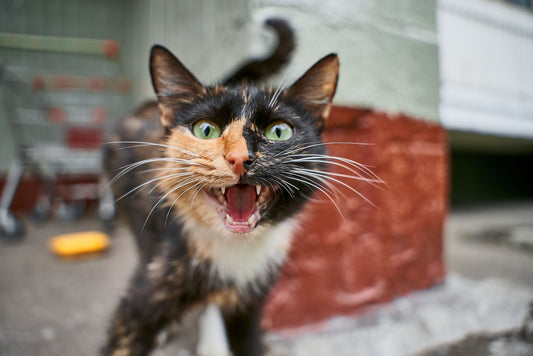 A cat sitting and meowing with its mouth open, looking up at its owner