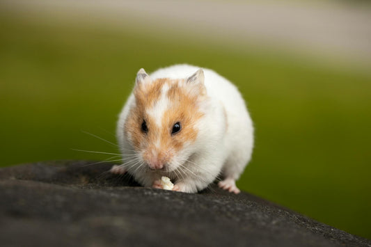 Close-up of a hamster nibbling food, showing its plump cheeks