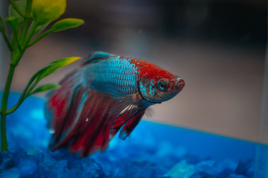 Red and blue betta fish with flowing fins swimming in a planted aquarium