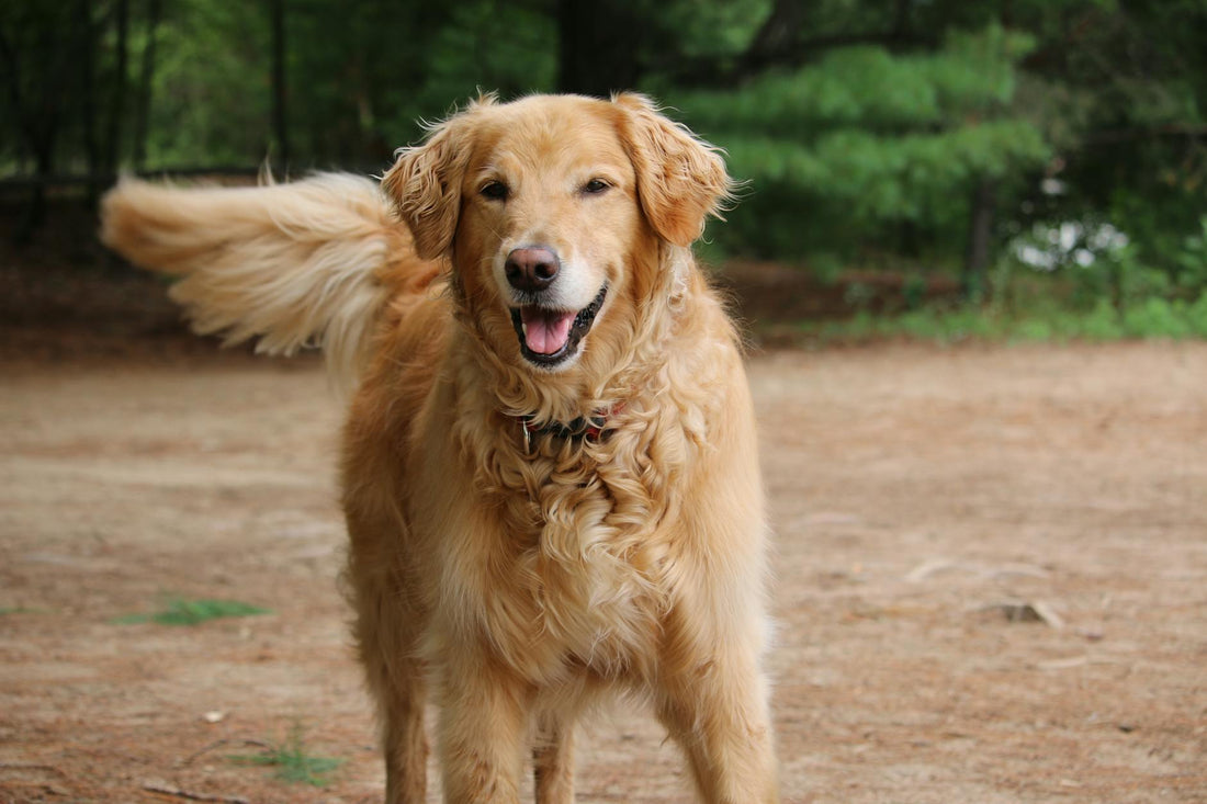 Happy golden retriever outdoors with relaxed body language and gentle tail