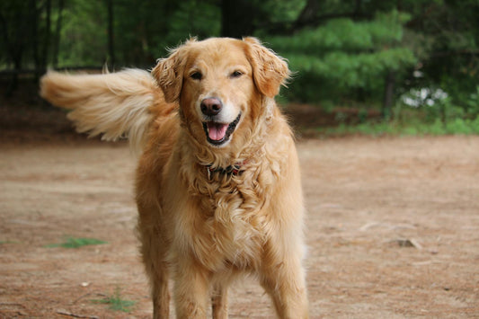 Happy golden retriever outdoors with relaxed body language and gentle tail