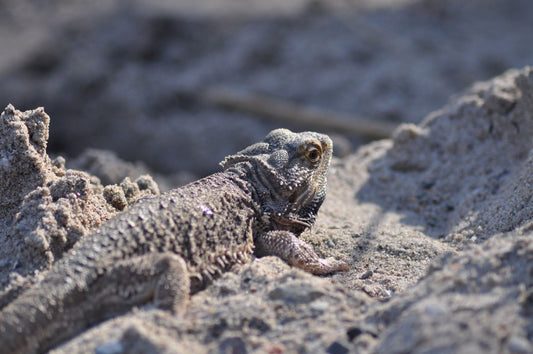 A bearded dragon basking under warm light on sandy terrain