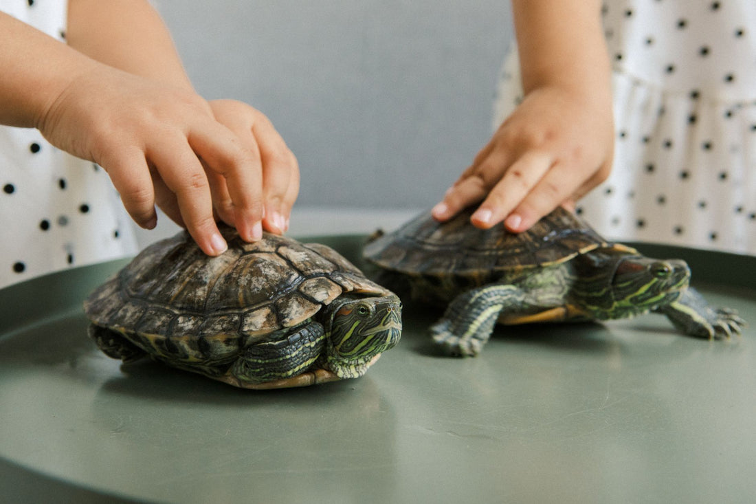 A child gently handling two pet red-eared slider turtles