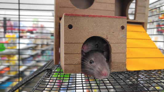 Two pet rats peeking out of a wooden house inside their cage