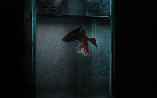 Vibrant betta fish with flowing fins displaying inside a glass aquarium