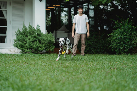 Dalmatian dog bounding across a backyard lawn after being called