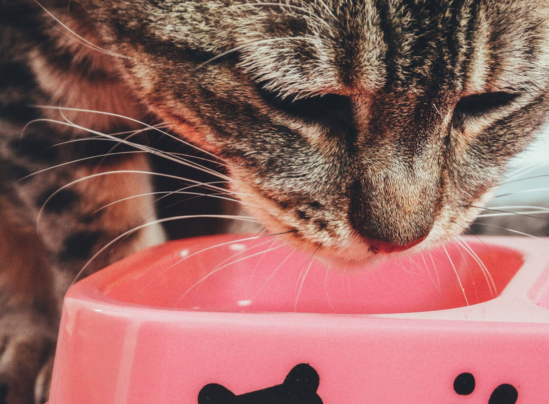 Tabby cat eating from a pink food bowl