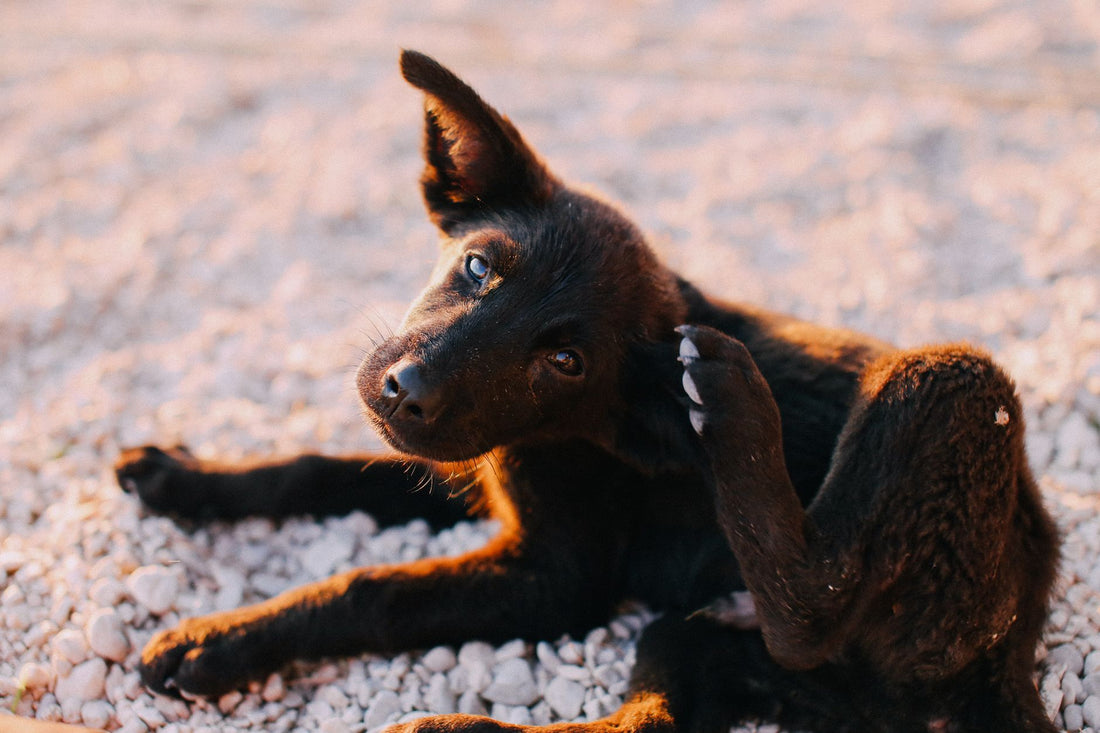 A puppy scratching outdoors on a sunny summer day