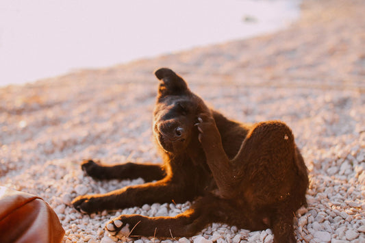 A dog scratching itself outdoors in warm evening light