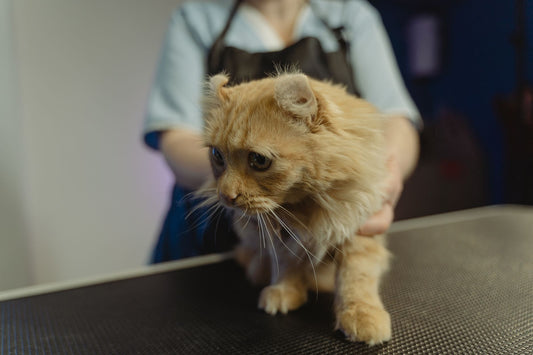 Ginger tabby cat being gently held on a table, ready for medication