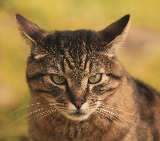Close-up of a tabby cat's face and ears, relevant to feline ear health and ear mites