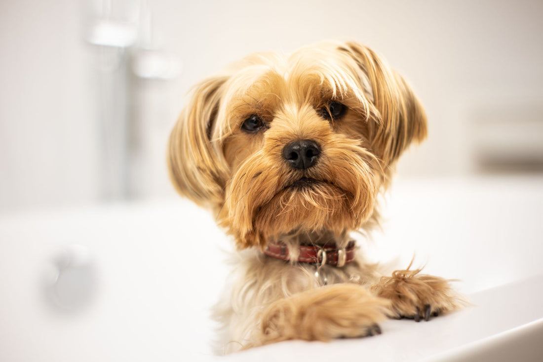 A dog being gently bathed with lather, illustrating a coat-by-coat dog grooming guide