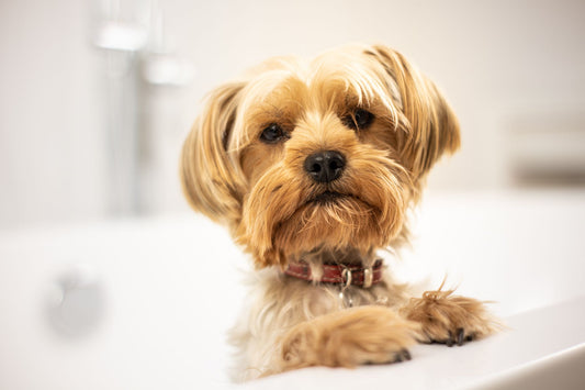 A dog being gently bathed with lather, illustrating a coat-by-coat dog grooming guide